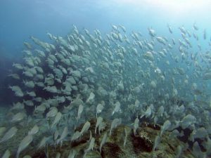 Un équipement important pour les plongeurs certifiés: l'ordinateur de  plongée - Diving Atlantis Tenerife