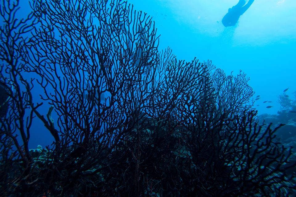 Tenerife partez à la découverte de coraux très spéciaux les coraux