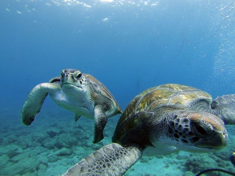 5 Interesting Facts About Turtles Of The Canary Islands - Diving 