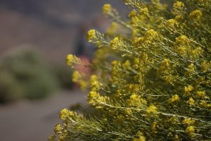 endemic flower teide